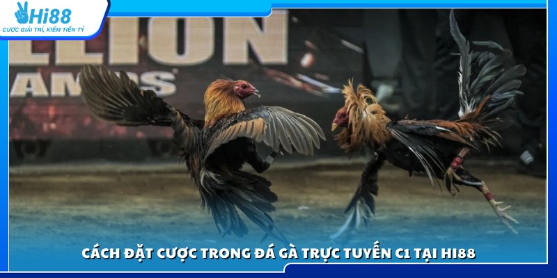 Hướng dẫn chi tiết các bước đặt cược đá gà C1 trên Hi88